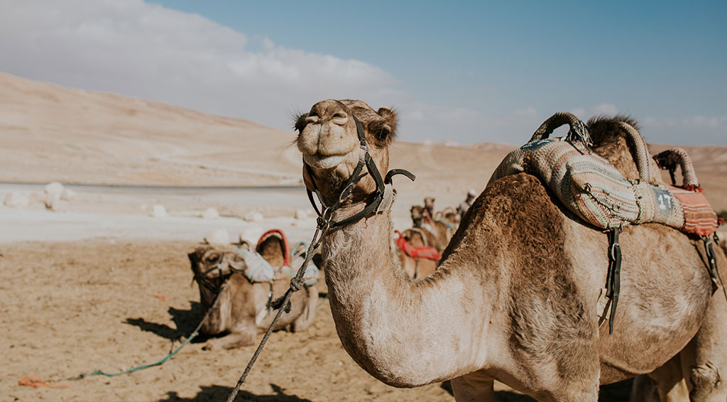 Develer aslında hörgüçlerinde su depolamıyor